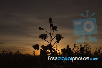 Cotton Field In Oakey, Queensland Stock Photo