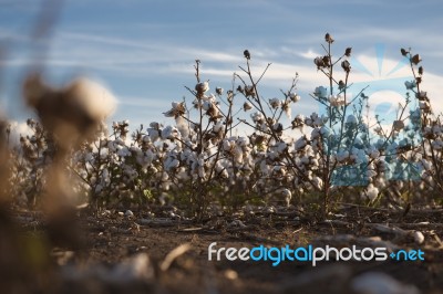 Cotton Field In Oakey, Queensland Stock Photo