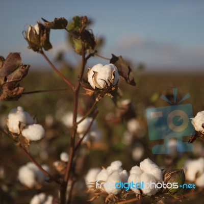 Cotton Field In Oakey, Queensland Stock Photo