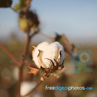 Cotton Field In Oakey, Queensland Stock Photo