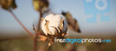 Cotton Field In Oakey, Queensland Stock Photo