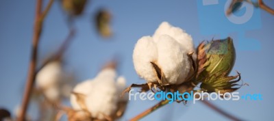 Cotton Field In Oakey, Queensland Stock Photo