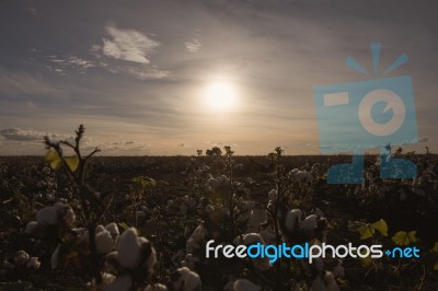 Cotton Field In Oakey, Queensland Stock Photo