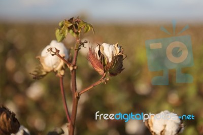 Cotton Field In Oakey, Queensland Stock Photo