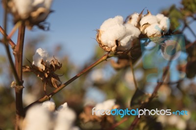 Cotton Field In Oakey, Queensland Stock Photo