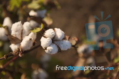 Cotton Field In Oakey, Queensland Stock Photo