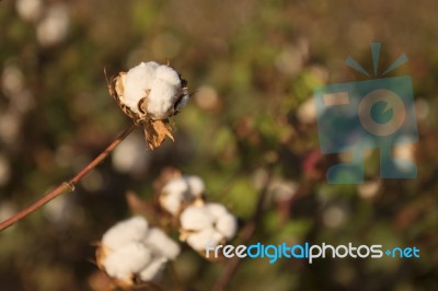 Cotton Field In Oakey, Queensland Stock Photo