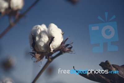 Cotton Field In Oakey, Queensland Stock Photo