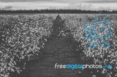 Cotton Field In The Countryside Stock Photo