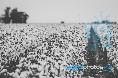 Cotton Field In The Countryside Stock Photo