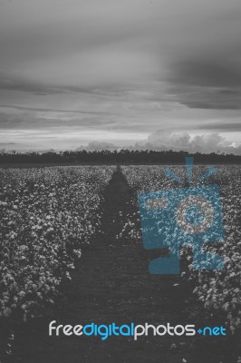 Cotton Field In The Countryside Stock Photo