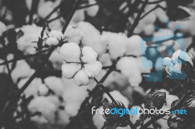 Cotton Field In The Countryside Stock Photo