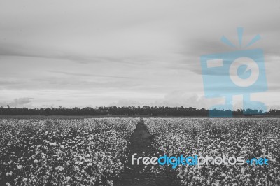 Cotton Field In The Countryside Stock Photo