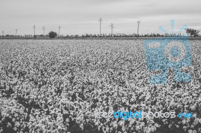 Cotton Field In The Countryside Stock Photo