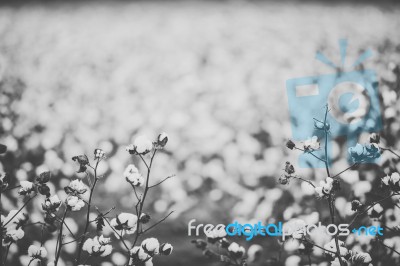 Cotton Field In The Countryside Stock Photo