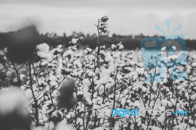 Cotton Field In The Countryside Stock Photo