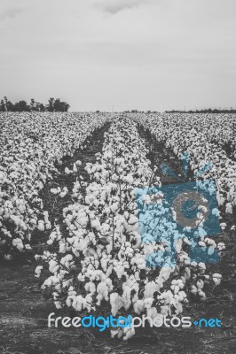 Cotton Field In The Countryside Stock Photo