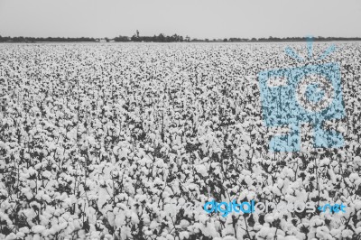 Cotton Field In The Countryside Stock Photo