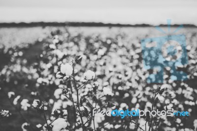 Cotton Field In The Countryside Stock Photo