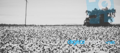 Cotton Field In The Countryside Stock Photo