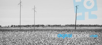 Cotton Field In The Countryside Stock Photo