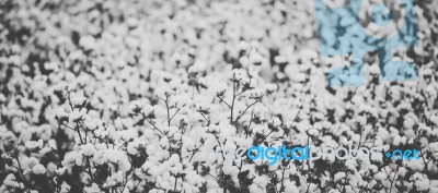 Cotton Field In The Countryside Stock Photo