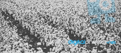 Cotton Field In The Countryside Stock Photo