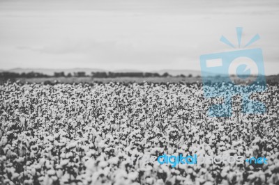 Cotton Field In The Countryside Stock Photo