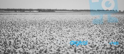 Cotton Field In The Countryside Stock Photo