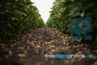 Cotton Field In The Countryside Stock Photo