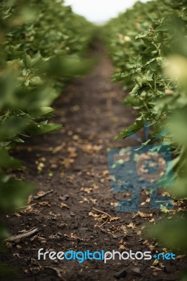 Cotton Field In The Countryside Stock Photo