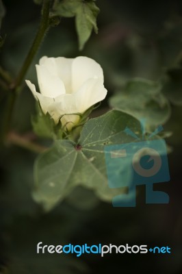 Cotton Field In The Countryside Stock Photo