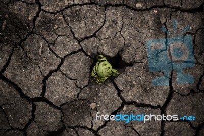 Cotton Field In The Countryside Stock Photo