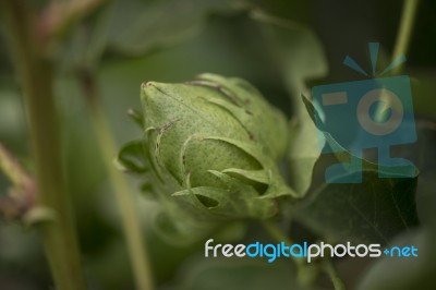 Cotton Field In The Countryside Stock Photo