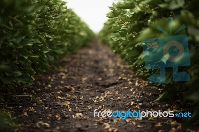 Cotton Field In The Countryside Stock Photo