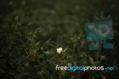 Cotton Field In The Countryside Stock Photo