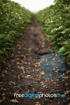 Cotton Field In The Countryside Stock Photo