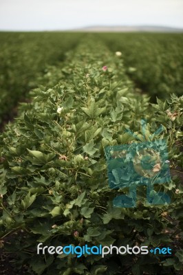 Cotton Field In The Countryside Stock Photo