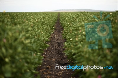 Cotton Field In The Countryside Stock Photo