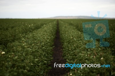 Cotton Field In The Countryside Stock Photo