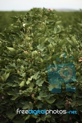 Cotton Field In The Countryside Stock Photo