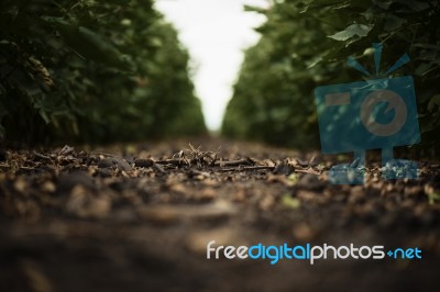 Cotton Field In The Countryside Stock Photo