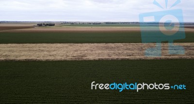 Cotton Field In The Countryside Stock Photo