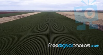 Cotton Field In The Countryside Stock Photo