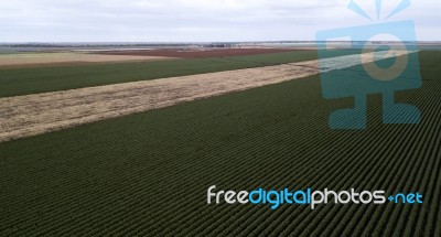 Cotton Field In The Countryside Stock Photo