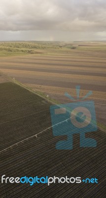 Cotton Field In The Countryside Stock Photo