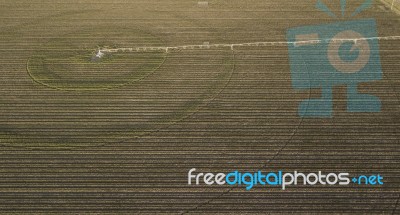 Cotton Field In The Countryside Stock Photo