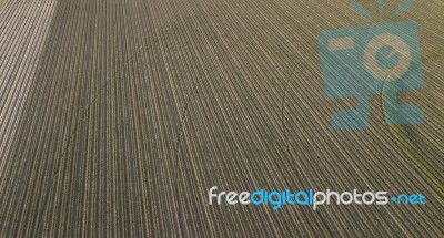 Cotton Field In The Countryside Stock Photo