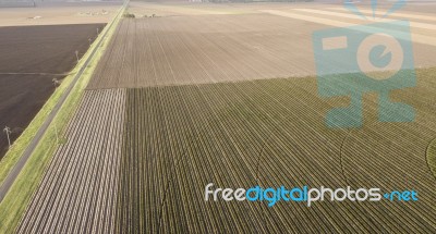 Cotton Field In The Countryside Stock Photo