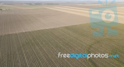 Cotton Field In The Countryside Stock Photo